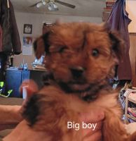 Yorkshire Terrier Puppies for sale in Bay City, Michigan. price: $3,300