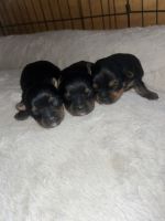 Yorkshire Terrier Puppies for sale in Lincoln County, NM, USA. price: $900