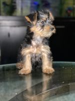 Yorkshire Terrier Puppies for sale in Havelock, North Carolina. price: $700