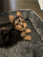 Yorkshire Terrier Puppies for sale in Oak Lawn, Illinois. price: $1,500