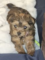 Yorkshire Terrier Puppies for sale in Denver, Colorado. price: $200,000