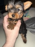 Yorkshire Terrier Puppies for sale in Jefferson County, AL, USA. price: $1,200