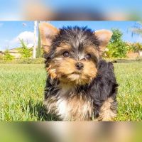 Yorkshire Terrier Puppies for sale in New York, NY 10017, USA. price: NA