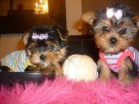 Yorkshire Terrier Puppies for sale in Chicago, IL 60638, USA. price: NA