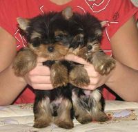 Yorkshire Terrier Puppies for sale in New York County, New York, NY, USA. price: NA