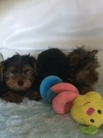 Yorkshire Terrier Puppies for sale in Chicago, IL, USA. price: NA