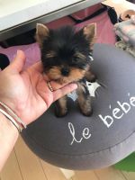 Yorkshire Terrier Puppies for sale in Michigan City, IN, USA. price: NA
