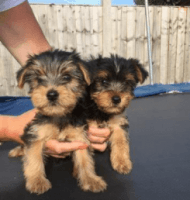 Yorkshire Terrier Puppies for sale in Michigan Ave, Inkster, MI 48141, USA. price: NA