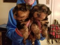 Yorkshire Terrier Puppies for sale in Ny State Forest Rd, Bombay, NY 12914, USA. price: NA