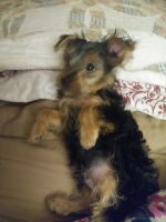 Yorkshire Terrier Puppies for sale in Central Florida, FL, USA. price: NA