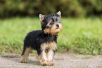 Yorkshire Terrier Puppies for sale in 32901 CA-1, Fort Bragg, CA 95437, USA. price: NA