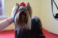 Yorkshire Terrier Puppies for sale in 32901 CA-1, Fort Bragg, CA 95437, USA. price: NA