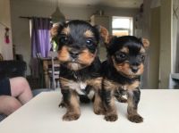 Yorkshire Terrier Puppies for sale in Houston St, Fort Worth, TX 76102, USA. price: NA