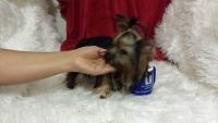Yorkshire Terrier Puppies for sale in South Atlanta, Atlanta, GA 30315, USA. price: NA