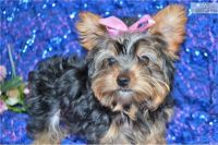 Yorkshire Terrier Puppies for sale in Texas Ave, Los Angeles, CA 90025, USA. price: NA