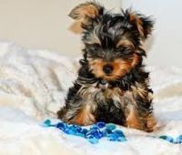 Yorkshire Terrier Puppies for sale in Fresno, CA, USA. price: NA