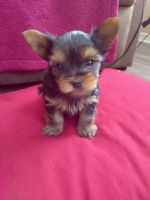 Yorkshire Terrier Puppies for sale in Lakeland, FL, USA. price: NA