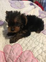 Yorkshire Terrier Puppies for sale in Paterson, NJ 07522, USA. price: NA