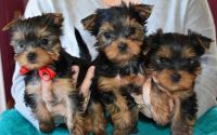 Yorkshire Terrier Puppies for sale in 31213 Southfield Rd, Beverly Hills, MI 48025, USA. price: NA