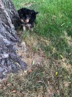 Yorkshire Terrier Puppies for sale in Oak Park, IL, USA. price: NA