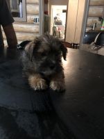 Yorkshire Terrier Puppies for sale in Livonia, MI 48154, USA. price: NA