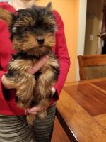 Yorkshire Terrier Puppies for sale in Sterling Heights, MI 48314, USA. price: NA