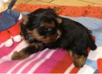 Yorkshire Terrier Puppies for sale in Bellevue, WA, USA. price: NA