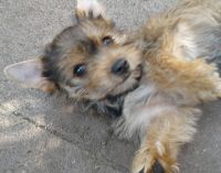 Yorkshire Terrier Puppies for sale in Los Angeles County, CA, USA. price: NA
