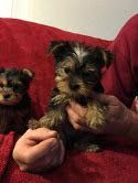 Yorkshire Terrier Puppies for sale in Birmingham, MI, USA. price: NA