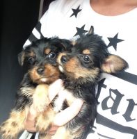 Yorkshire Terrier Puppies for sale in Spring, TX 77373, USA. price: NA