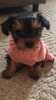 Yorkshire Terrier Puppies for sale in Zion, IL 60099, USA. price: NA