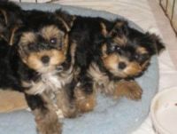 Yorkshire Terrier Puppies for sale in 24420 S Dixie Hwy, Princeton, FL 33032, USA. price: NA