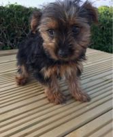 Yorkshire Terrier Puppies for sale in Canal Winchester South Rd, Canal Winchester, OH 43110, USA. price: NA