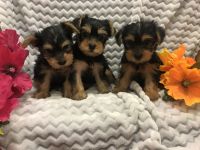 Yorkshire Terrier Puppies for sale in Wilmington, DE, USA. price: NA