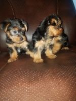 Yorkshire Terrier Puppies for sale in Long Beach, CA 90746, USA. price: NA