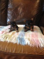 Yorkshire Terrier Puppies for sale in Atlas, MI 48411, USA. price: NA