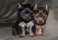Yorkshire Terrier Puppies for sale in La Follette, TN 37729, USA. price: NA