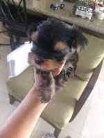 Yorkshire Terrier Puppies for sale in Haight-Ashbury, San Francisco, CA 94117, USA. price: NA