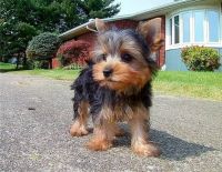 Yorkshire Terrier Puppies for sale in Los Altos, CA, USA. price: NA