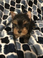 Yorkshire Terrier Puppies for sale in Grand Junction, CO, USA. price: NA