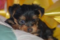 Yorkshire Terrier Puppies for sale in Missouri City, MO, USA. price: NA