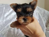 Yorkshire Terrier Puppies for sale in Luray, VA 22835, USA. price: NA