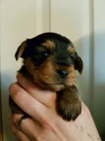 Yorkshire Terrier Puppies for sale in Texas St, Fort Worth, TX 76102, USA. price: NA