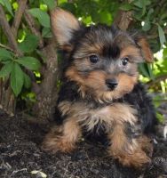 Yorkshire Terrier Puppies for sale in Fulton County, GA, USA. price: NA