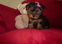 Yorkshire Terrier Puppies for sale in Sacramento, CA 95834, USA. price: NA