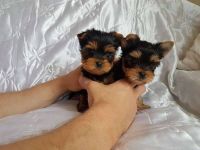 Yorkshire Terrier Puppies for sale in Luray, VA 22835, USA. price: NA