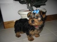 Yorkshire Terrier Puppies for sale in California Ave, South Gate, CA, USA. price: NA