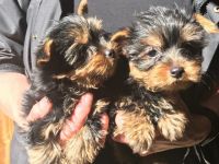 Yorkshire Terrier Puppies for sale in Massachusetts Ave, Cambridge, MA, USA. price: NA