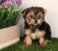 Yorkshire Terrier Puppies for sale in 10001 US-1, St Augustine, FL 32086, USA. price: NA