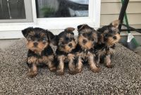 Yorkshire Terrier Puppies for sale in Frankfort, IL, USA. price: NA